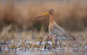 15_DSC1645_Black-tailed_Godwit_serene_53pc