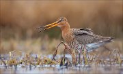 15_DSC1648_Black-tailed_Godwit_rush_43pc