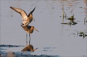 17_DSC1737_Black-tailed_Godwit_even_9pc