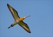 17_DSC5013_Black-tailed_Godwit_faint_48pc