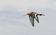 P1270268_black-tailed-godwit_in_flight