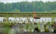 P1600167_Black-tailled_Godwit_pool_boss_62pc