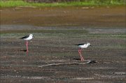 23_DSC3239_Black-winged_Stilt_encounter_19pc