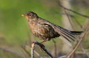 01_DSC3457_Blackbird_female_after_bathing_on_perch_65pc