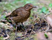 02_DSC0711_Blackbird_earthling_panoramic_118pc