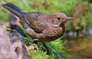 02_DSC0718_Blackbird_juv_near_water_87pc