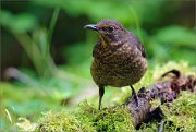 02_DSC1102_Blackbird_mossy_83pc