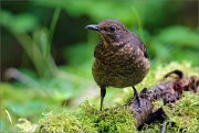 02_DSC1102_Blackbird_mossy_83pc