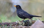 05_DSC9403_Blackbird_as_befits_a_thrush_83pc