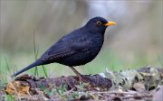 05_DSC9414_Blackbird_stringency_78pc