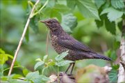 11_DSC1657_Blackbird_modesty_97pc