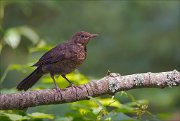 11_DSC4699_Blackbird_wary_75pc