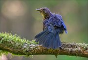 14_DSC1738_Blackbird_fan_66pc