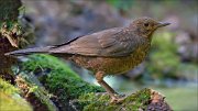 14_DSC2883_Blackbird_gaunt_137pc