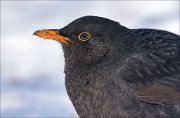 21_DSC7434_Common_Blackbird_discreet_98pc