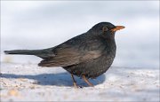 21_DSC7534_Common_Blackbird_plucky_92pc