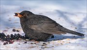 21_DSC7568_Common_Blackbird_delectable_77pc