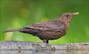 22_DSC5537_Common_Blackbird_coverup_92pc