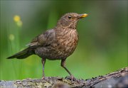 22_DSC5541_Common_Blackbird_arrogance_87pc