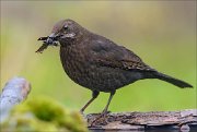 22_DSC9752_Common_Blackbird_schooling_89pc