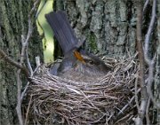 P1240201_on_nest