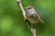 02_DSC0937_Blackcap_as_browncap_84pc
