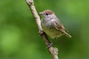 02_DSC0937_Blackcap_as_browncap_84pc