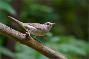 02_DSC1173_Blackcap_elegance_77pc