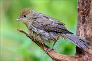 02_DSC1272_Blackcap_after_bathing_100pc