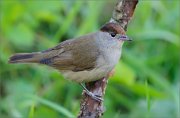 02_DSC9297_Blackcap_semimale_on_busy_back_68pc