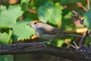 06_DSC8327_Blackcap_failed_grape_quest_95pc