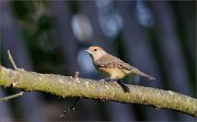 06_DSC9271_Blackcap_chiaroscuro_50pc