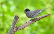 07_DSC6201_Blackcap_prig_69pc