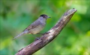 11_DSC1178_Blackcap_severe_69pc