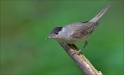 11_DSC1295_Blackcap_scanning_86pc