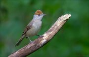 11_DSC1348_Blackcap_poise_75pc