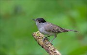 11_DSC1804_Blackcap_fascinated_67pc