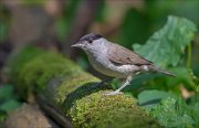 11_DSC2133_Blackcap_earthly_74pc