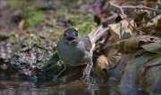 11_DSC5289_Blackcap_froggy_smile_39pc