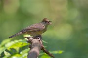 11_DSC5413_Blackcap_tune_72pc