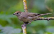 11_DSC5602_Blackcap_craft_76pc