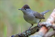 18_DSC3561_Blackcap_apprised_65pc