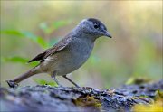 18_DSC3887_Eurasian_Blackcap_upper_70pc