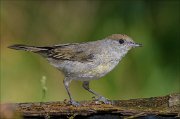 22_DSC6201_Eurasian_Blackcap_sunlit_49pc