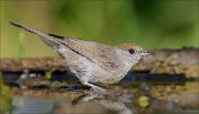 22_DSC6223_Eurasian_Blackcap_lave_59pc