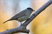 22_DSC9587_Eurasian_Blackcap_turnout_72pc