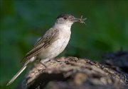 23_DSC5914_Eurasian_Blackcap_emmet_50pc