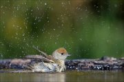 23_DSC9142_Eurasian_Blackcap_fountain_97pc