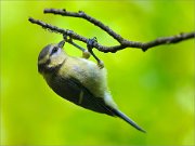 02_DSC0585_Blue_Tit_feeding_on_spiders_eggs_75pc2light_color