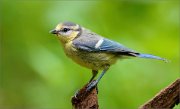 02_DSC0925_Blue_Tit_juv_on_tree_stump_88pc